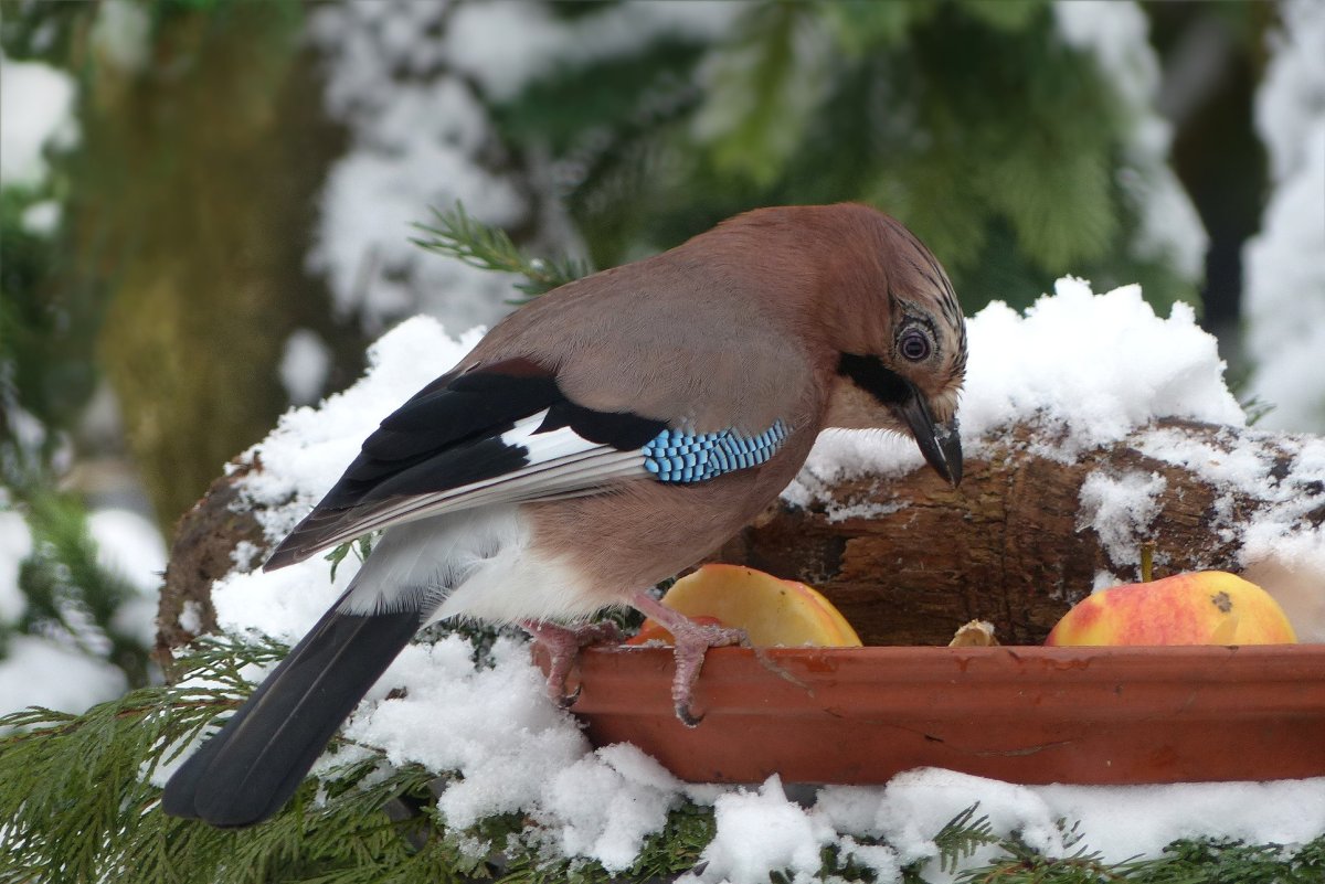 ФОТО: Зимующие птицы 7