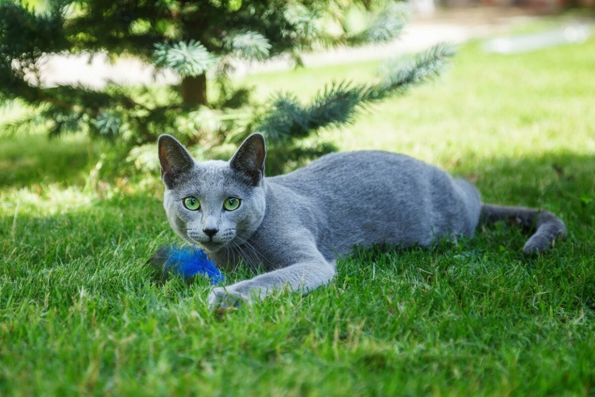 ФОТО: Голубой кот 4