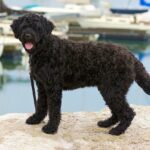 ФОТО: Португальская водяная собака 36 Paige Spiranac