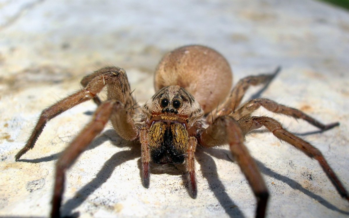 ФОТО: Самый опасный паук в мире 6