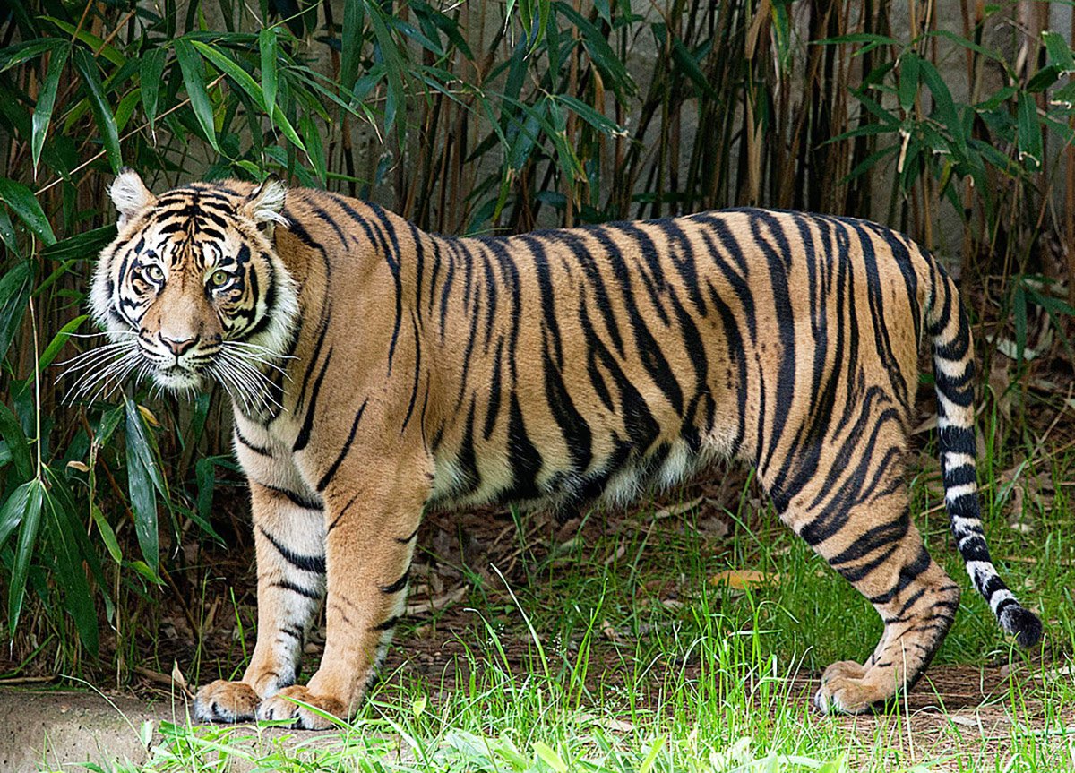 ФОТО: Закавказский тигр 4