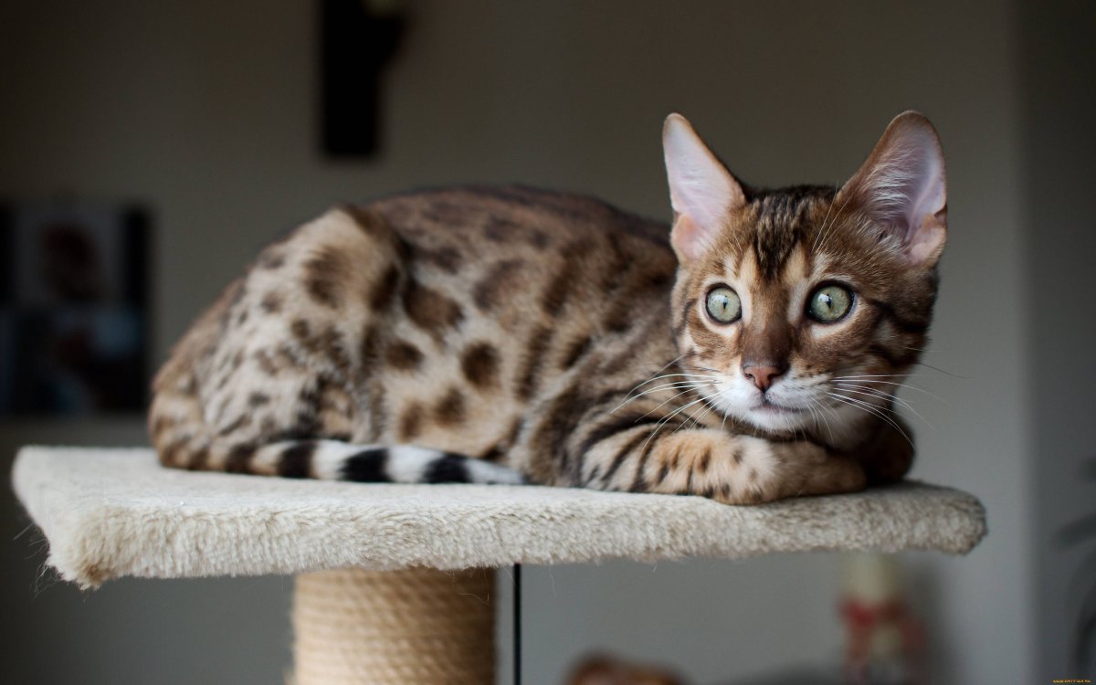 ФОТО: Кошка леопардового окраса 5