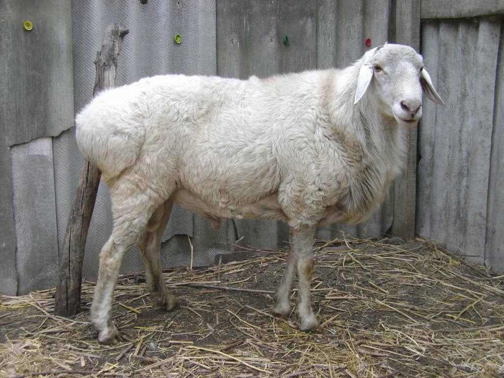 ФОТО: Курдючные породы овец 2