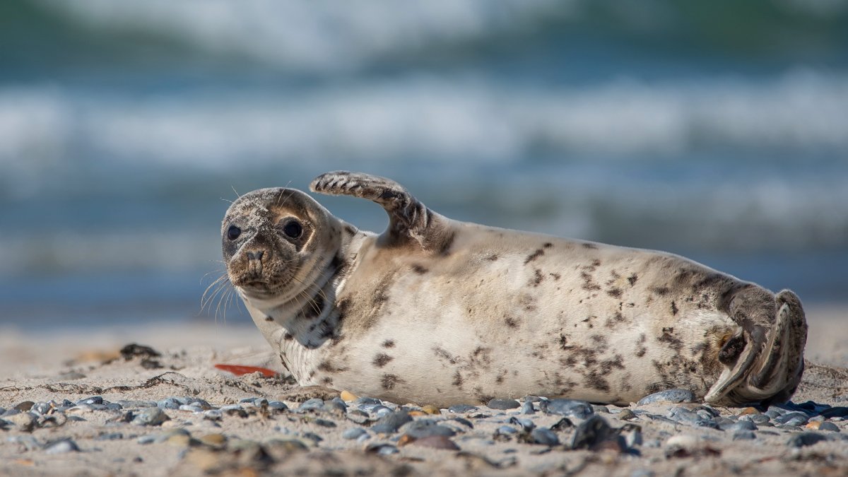 ФОТО: Серый тюлень 5