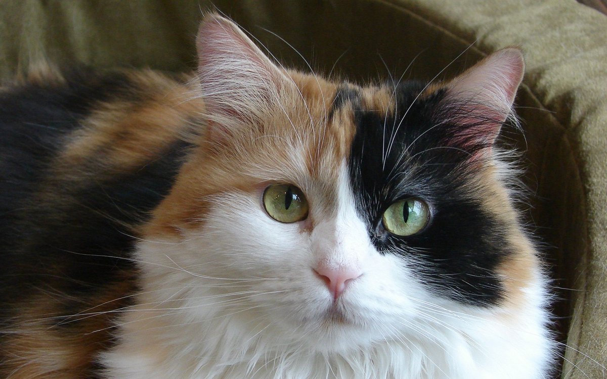 ФОТО: Трехцветные кошки 4
