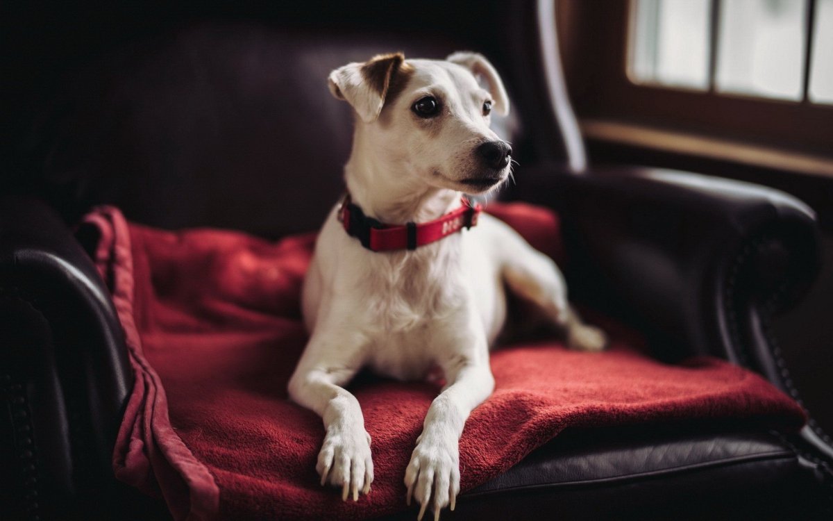 ФОТО: Собака славы мэрлоу 5