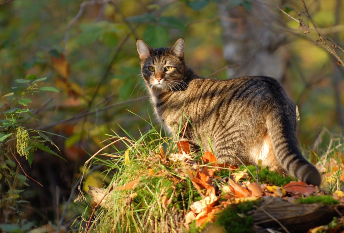 ФОТО: Лесной дикий кот 8