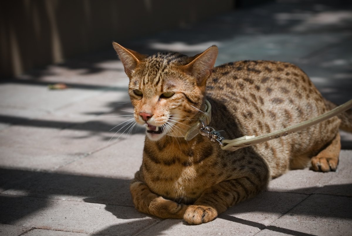 ФОТО: Самая большая порода кошек 7
