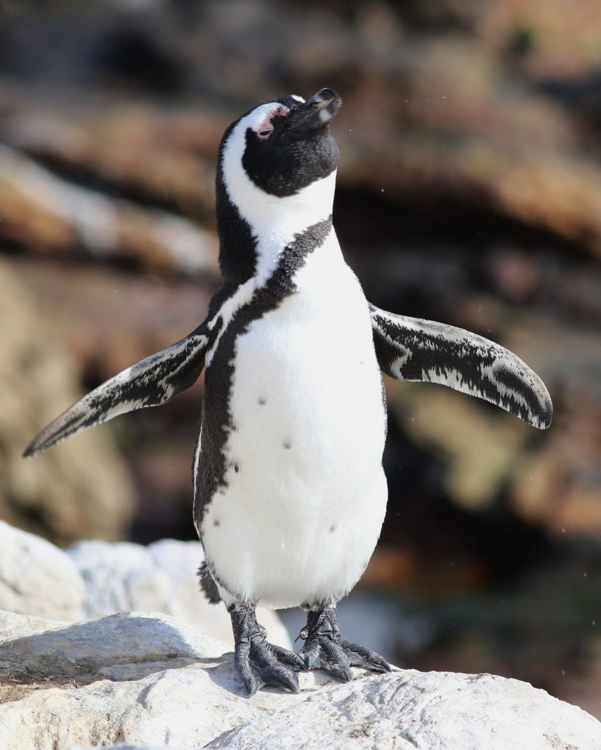 ФОТО: Очковый Пингвин 4