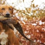 Охотничьи собаки - подборка ярких фото 16 Бельгия
