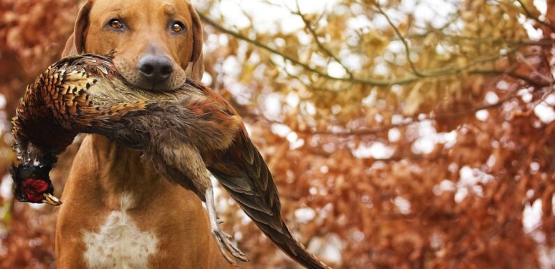ФОТО: Охотничьи собаки