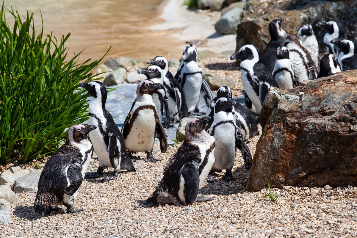 ФОТО: Пингвины в Африке 10