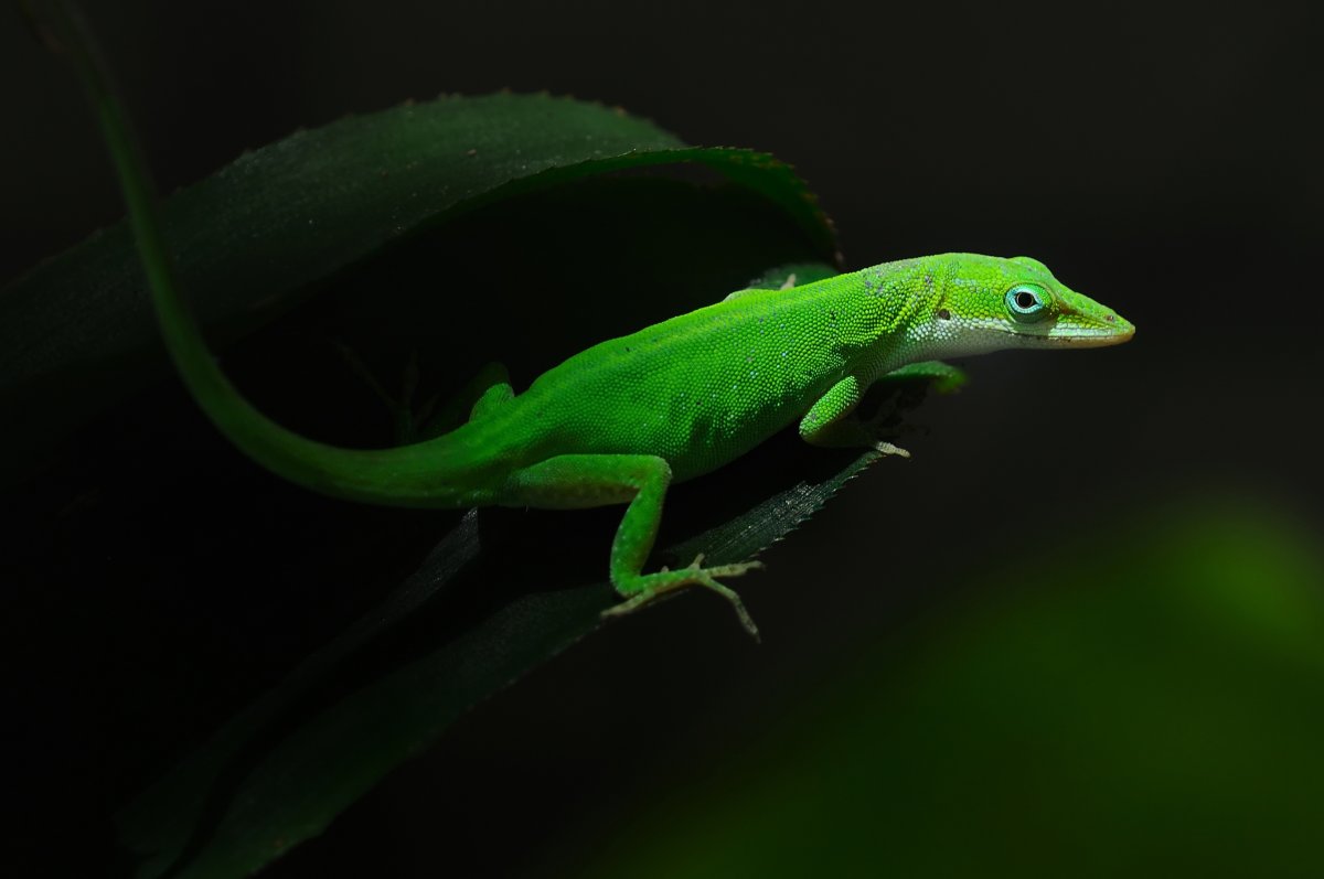 ФОТО: Зеленая ящерица 2