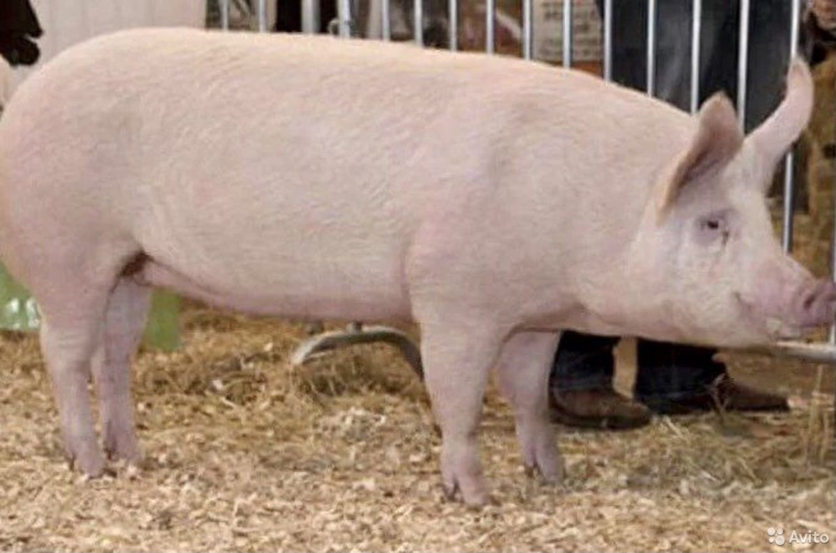 ФОТО: Крупная белая порода свиней 8