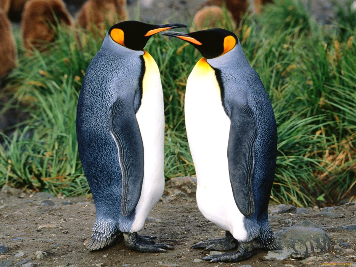 ФОТО: Виды пингвинов 9