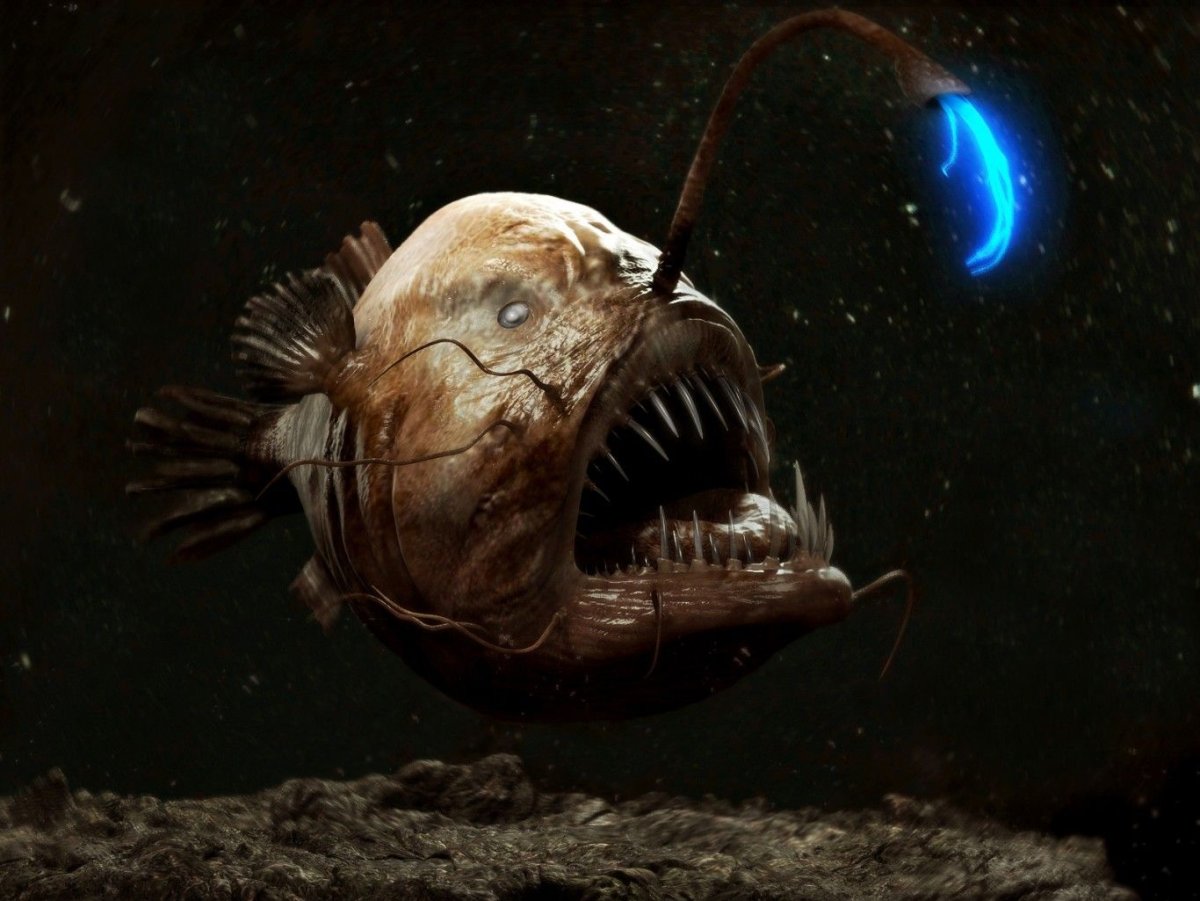 ФОТО: Глубоководные рыбы монстры 4