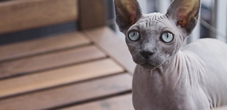 ФОТО: Лысая кошка сфинкс