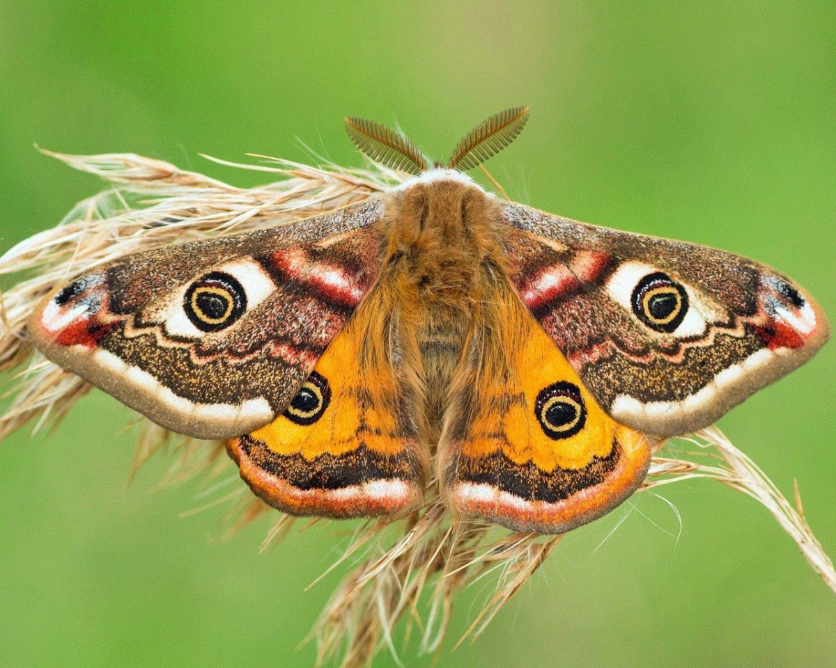 ФОТО: Бабочка Павлиноглазка 2