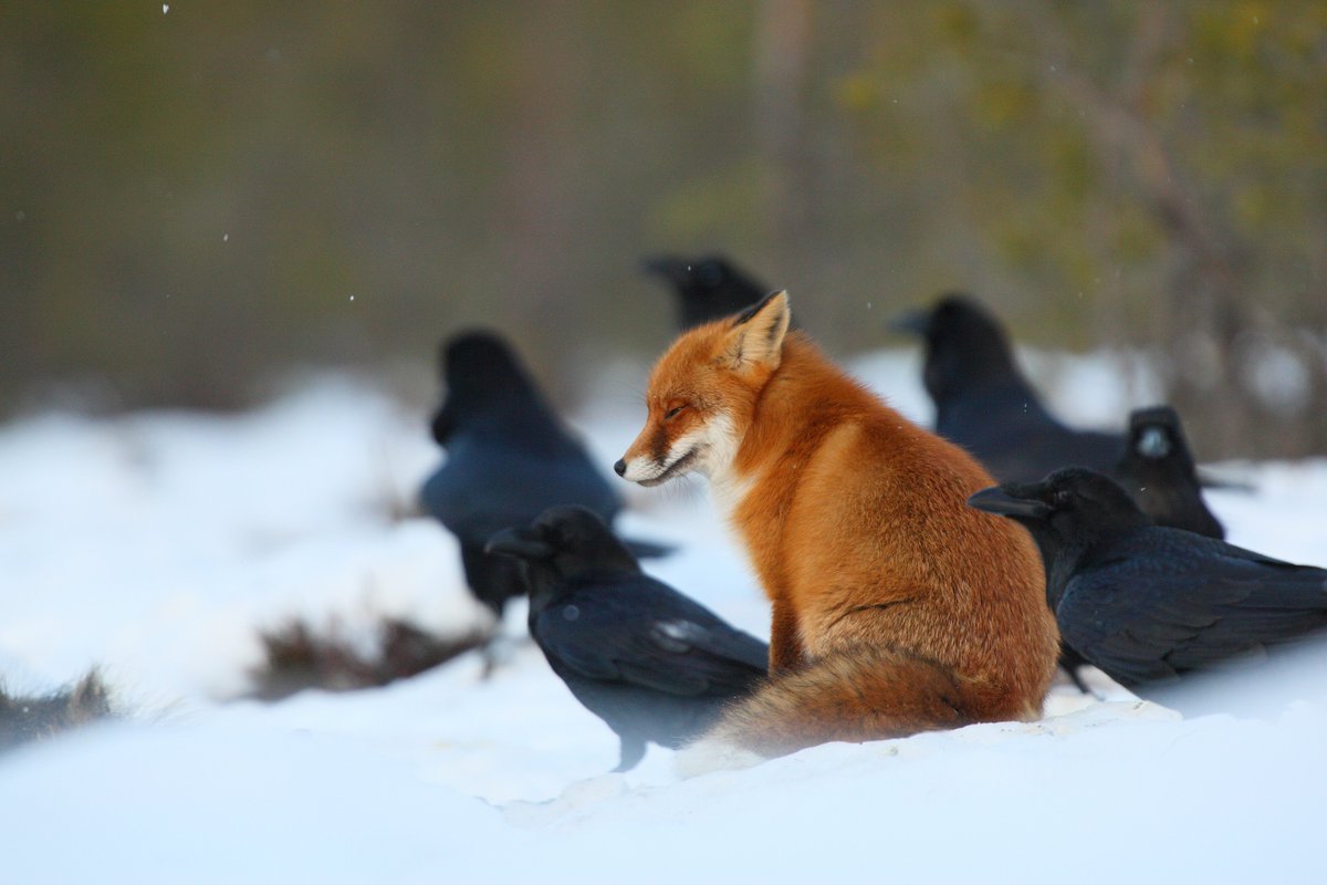 ФОТО: Ворона и лисица 4