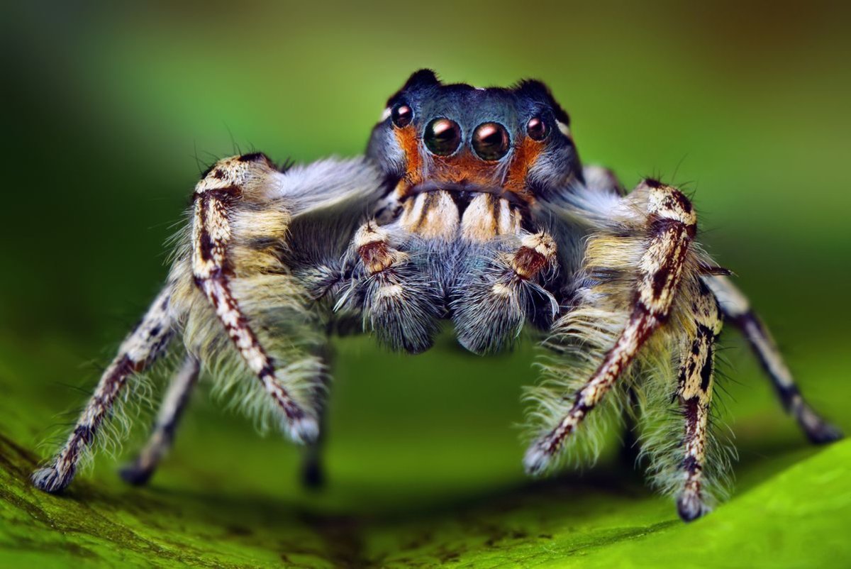 ФОТО: Самый опасный паук в мире 2