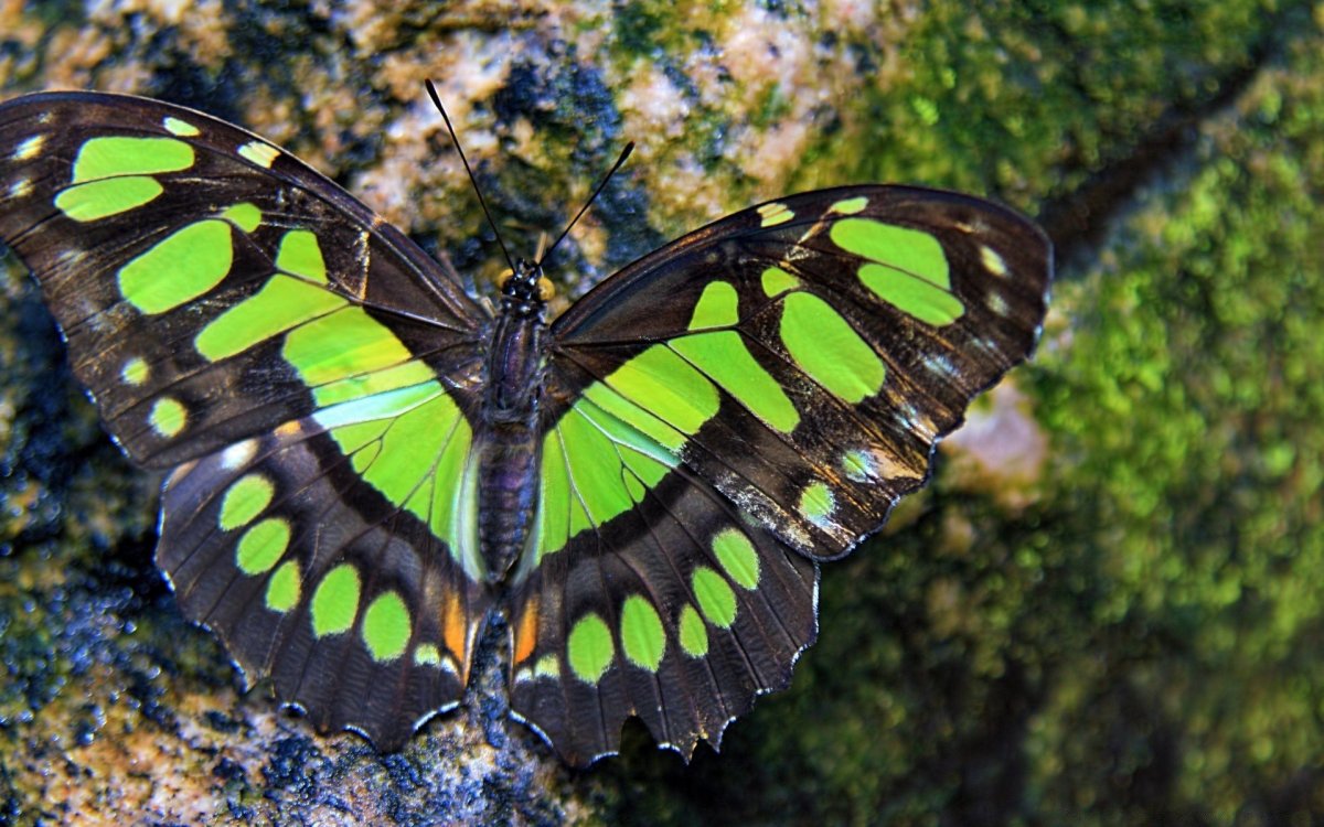 ФОТО: Живые бабочки 10