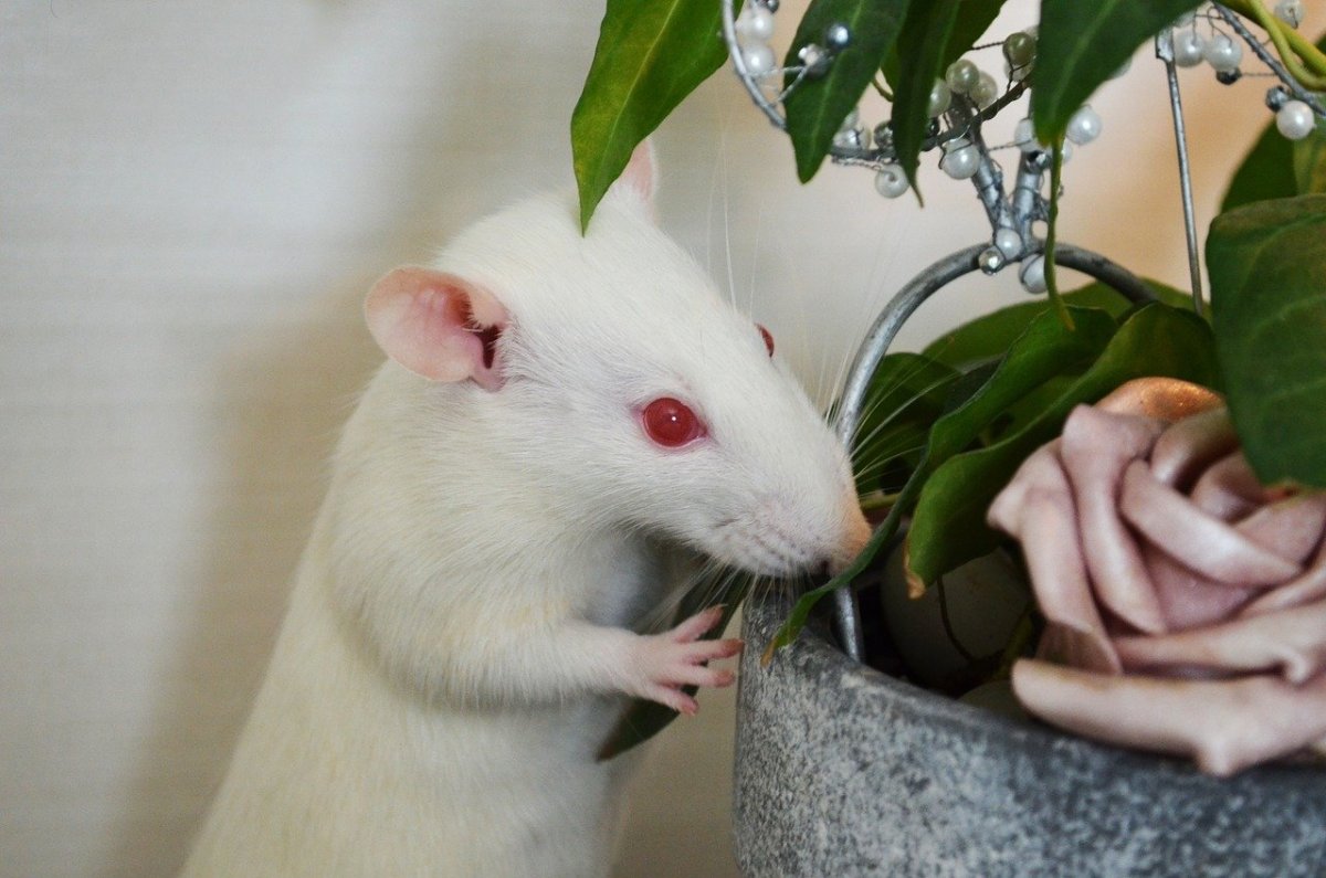 ФОТО: Белая крыса с красными глазами 8