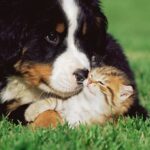 ФОТО: Дружба кота и собаки 56