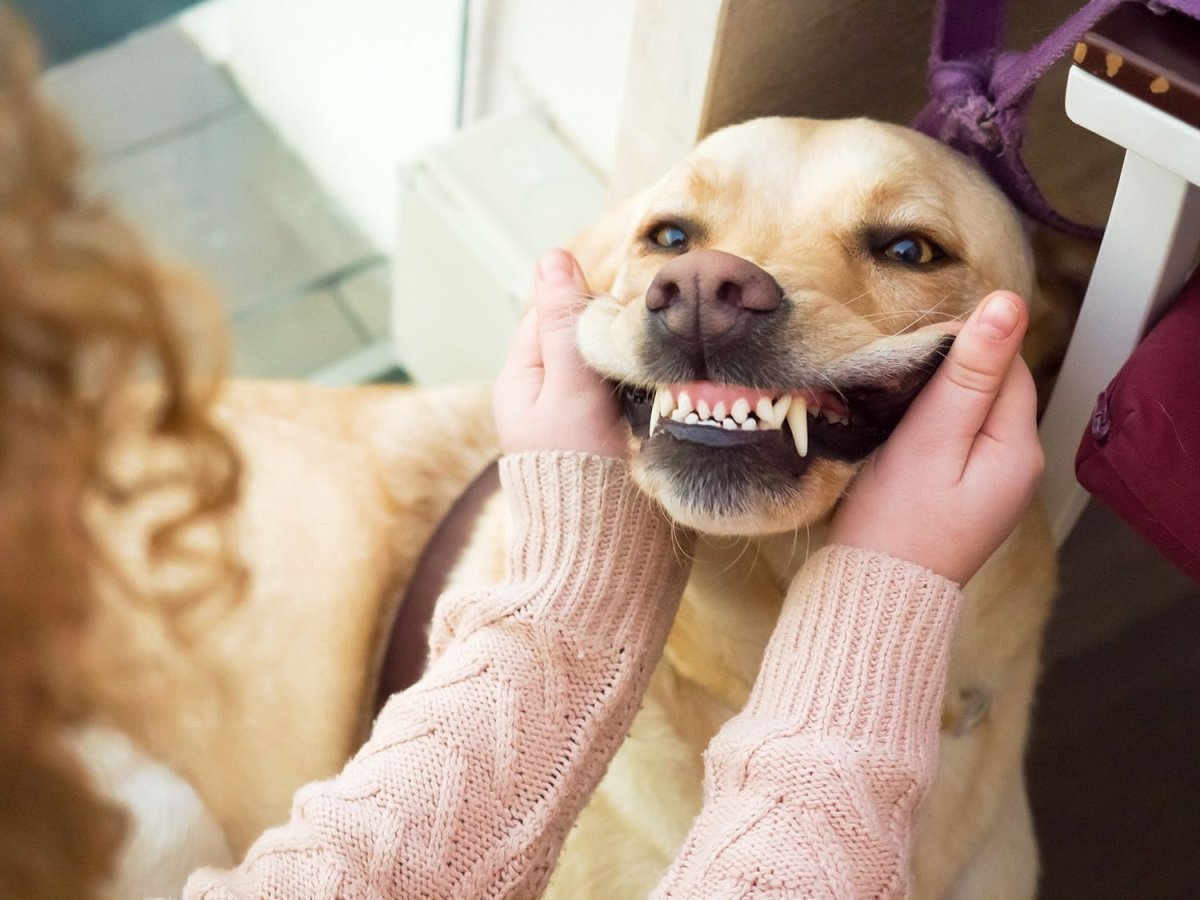 ФОТО: Собака с золотыми зубами 4