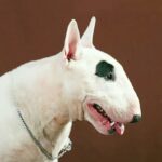 ФОТО: Порода собак із горбатим носом 36 фото