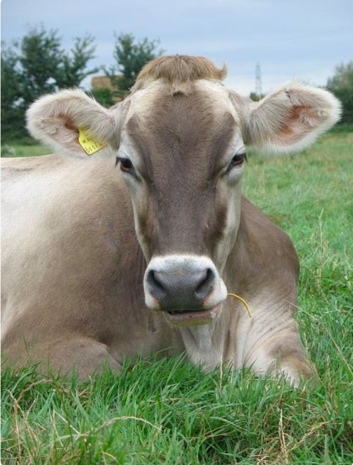 ФОТО: Костромская порода коров 4