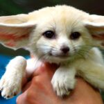 ФОТО: Собака с большими ушами 71