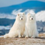 ФОТО: Арктический шпиц 30 открытки