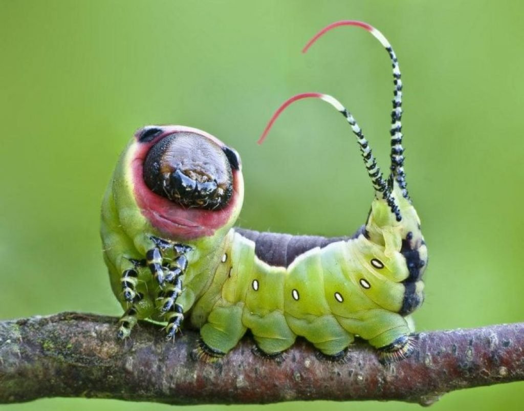 ФОТО: Самые страшные насекомые 2