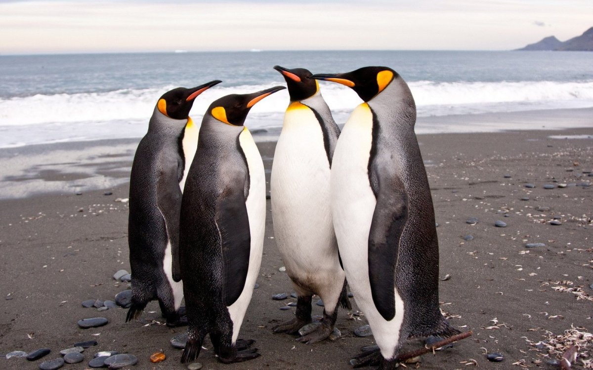 ФОТО: Виды пингвинов 3