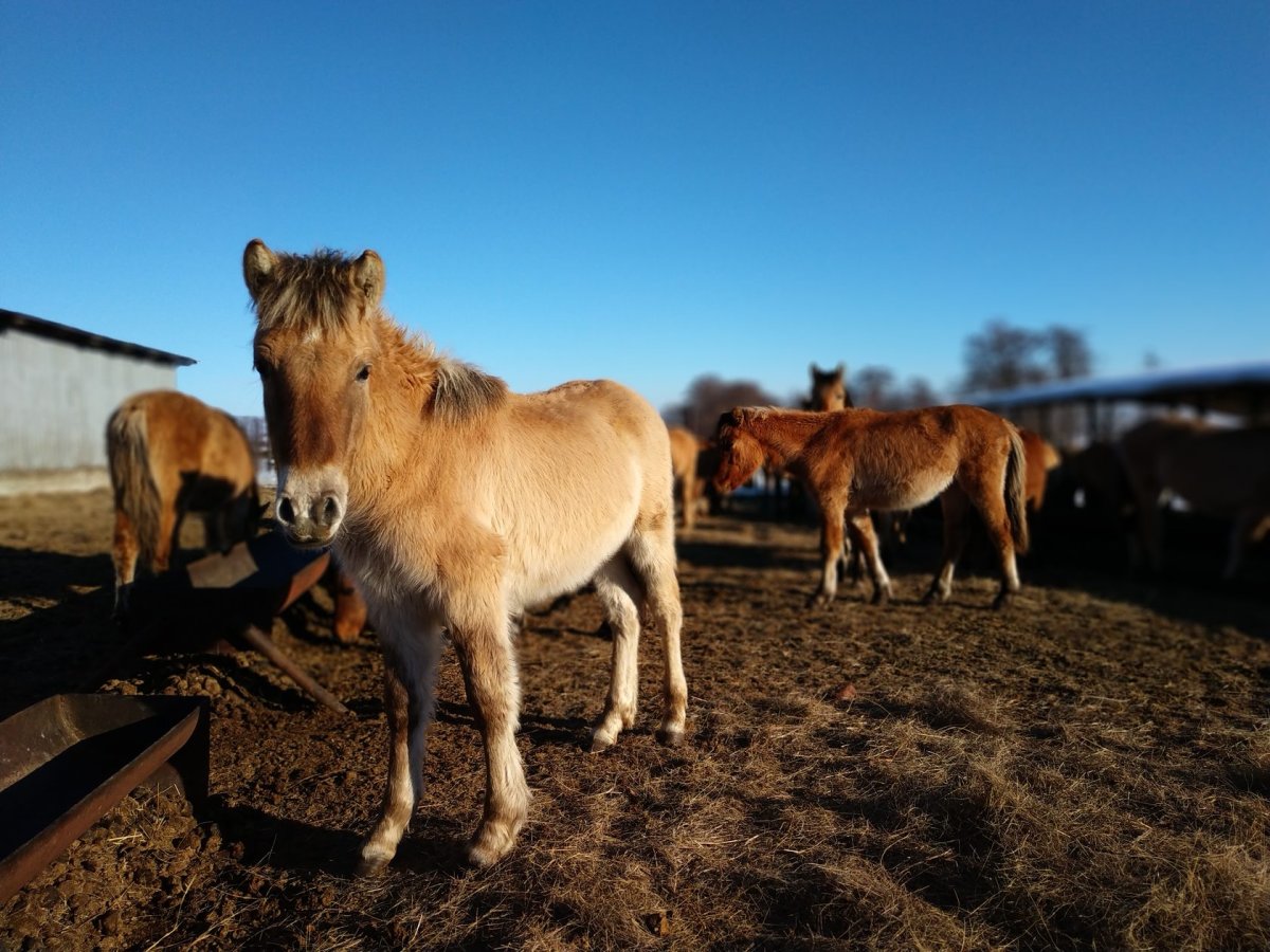 ФОТО: Башкирская порода лошадей 7