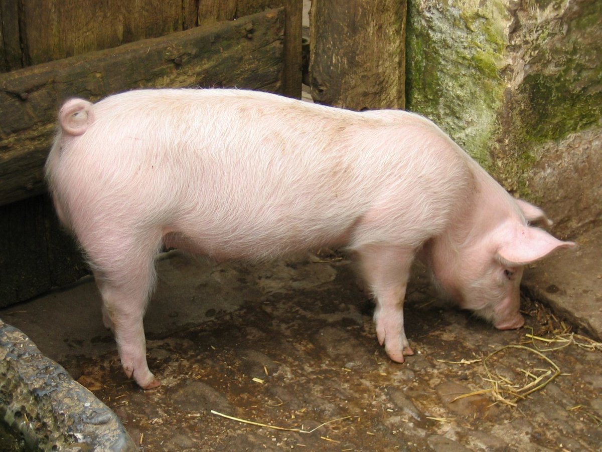 ФОТО: Крупная белая порода свиней 9