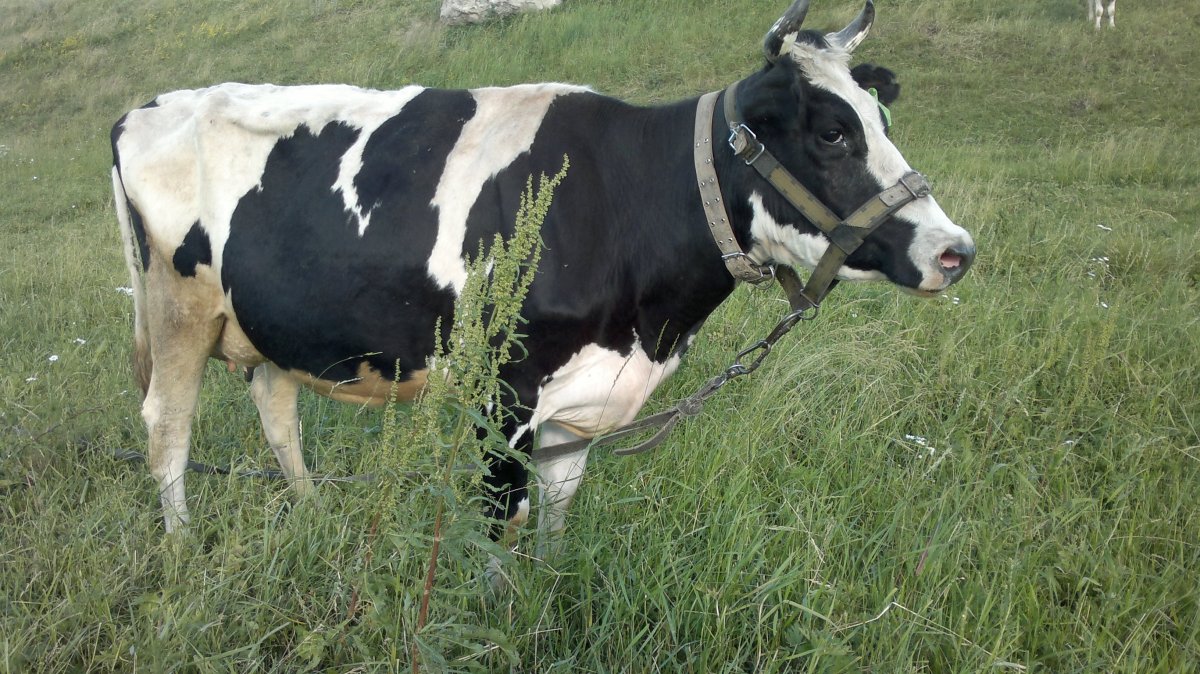 ФОТО: Холмогорская порода коров 10