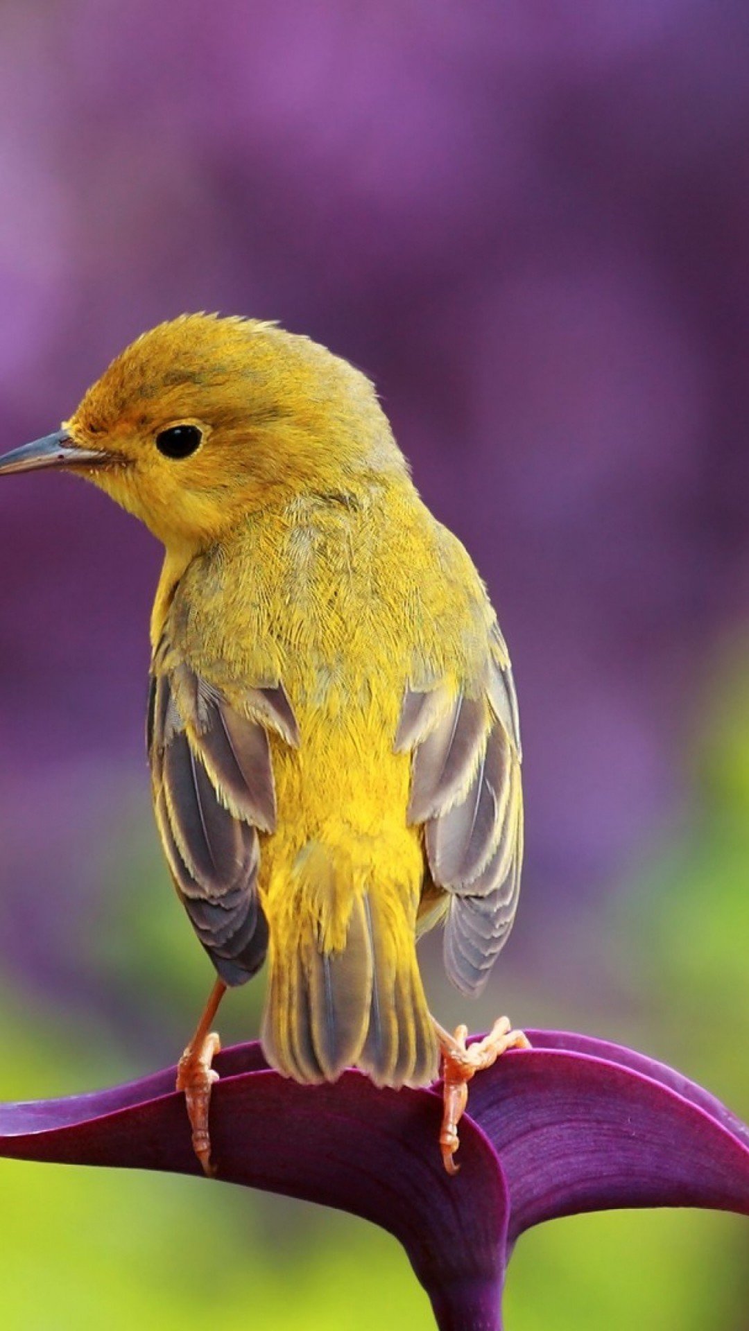 ФОТО: Желтая птичка 4