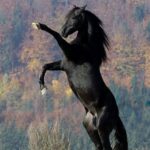 ФОТО: Карачаевская лошадь 27 фото