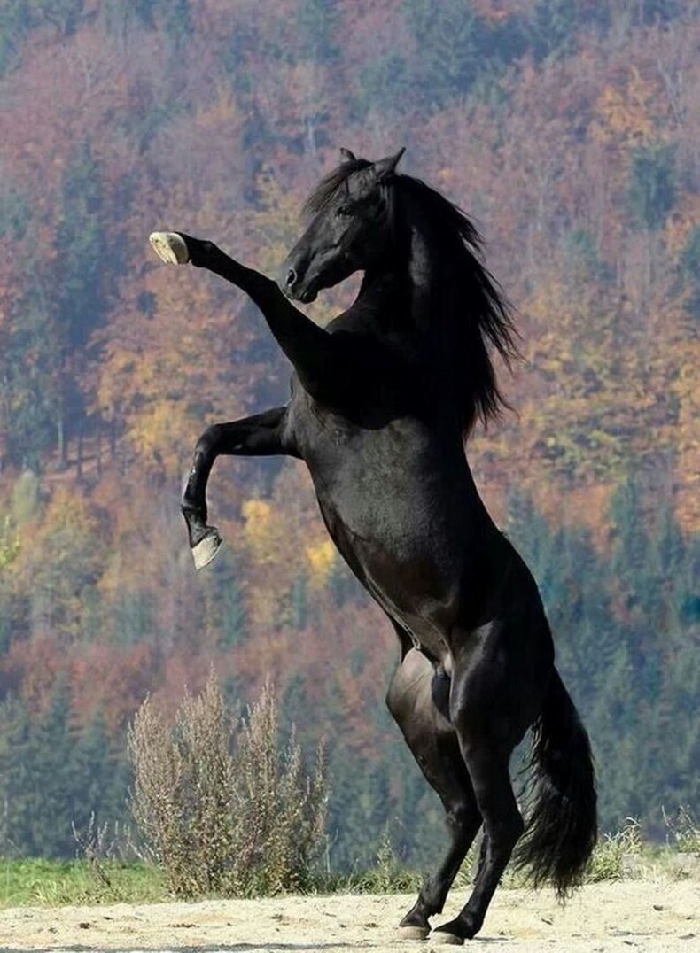 ФОТО: Карачаевская лошадь 1