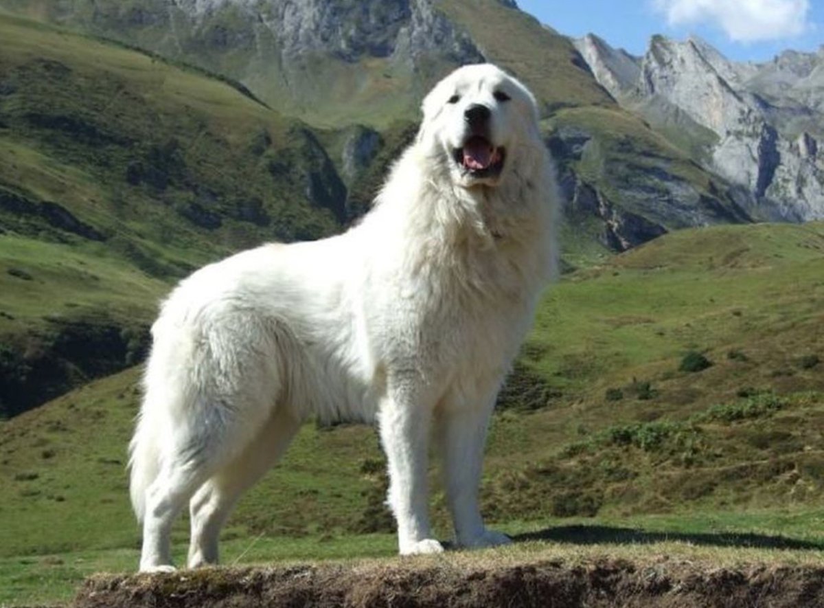 ФОТО: Пиренейский горный пес 4