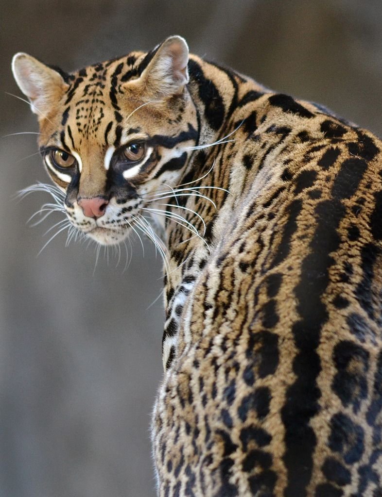 ФОТО: Азиатский леопардовый кот 2