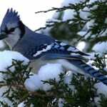 Зимующие птицы в фотографиях 22 Павел Кучински