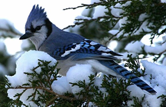 ФОТО: Зимующие птицы