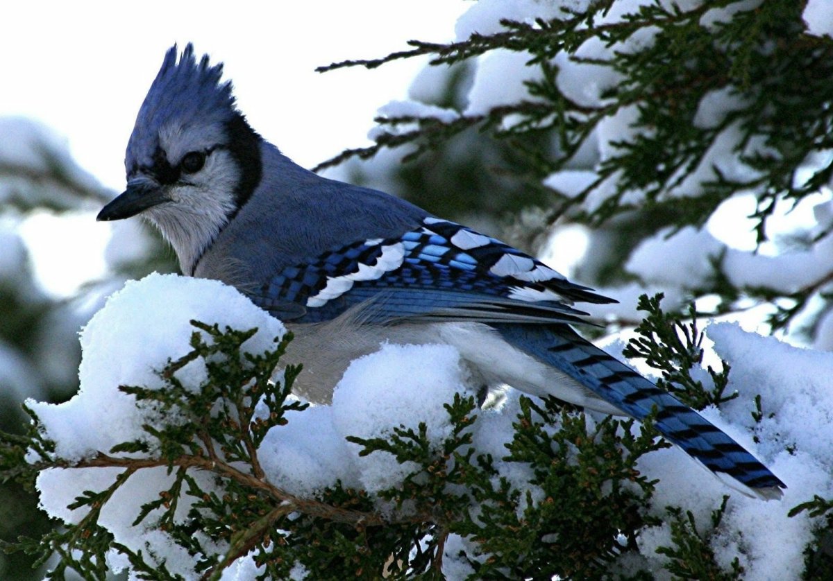 ФОТО: Зимующие птицы 1