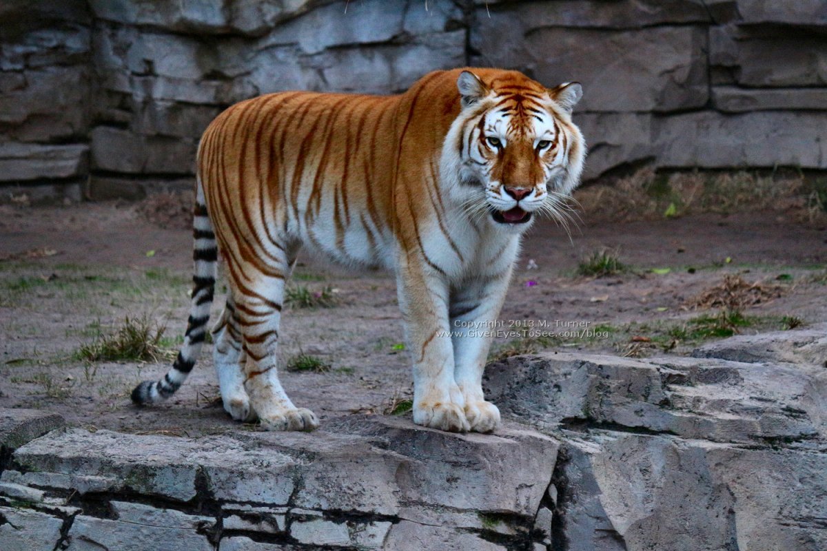 ФОТО: Мазандаранский тигр 8