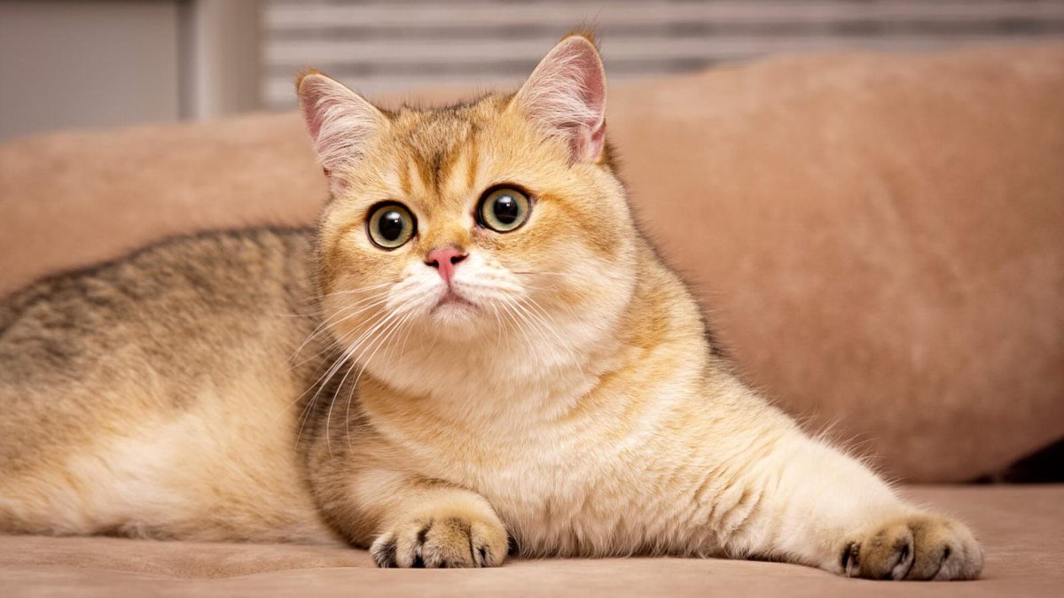 ФОТО: Кошка золотая шиншилла 4