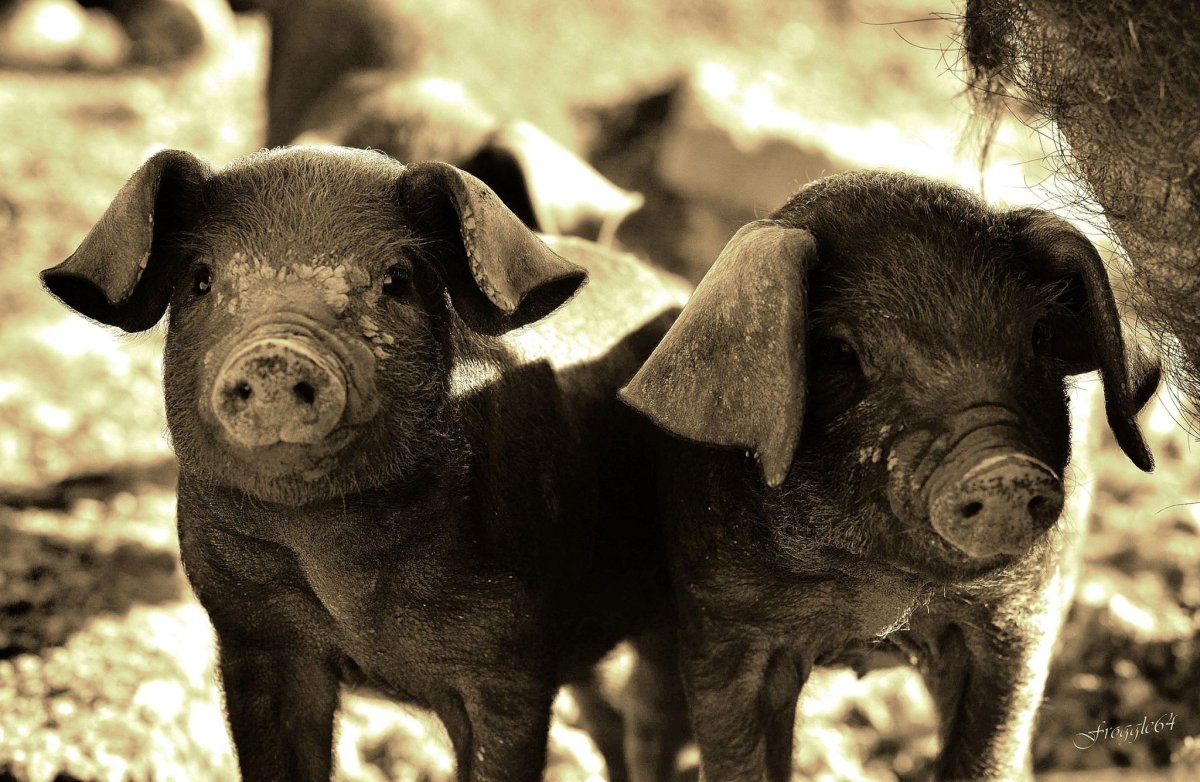 ФОТО: Черная свинья 1