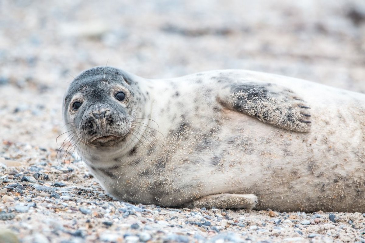 ФОТО: Серый тюлень 6