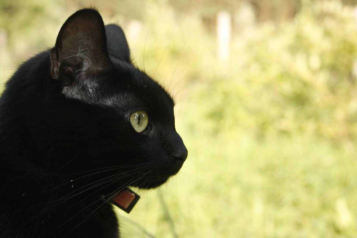 ФОТО: Бомбейская кошка 5